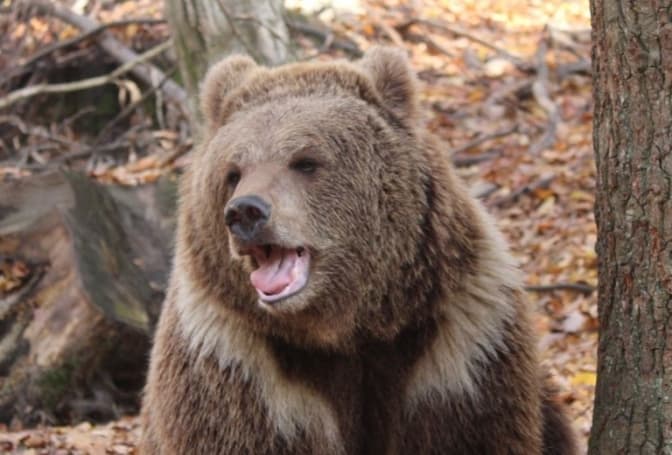 У притулку «Домажир» прокинулися ведмеді. Відео