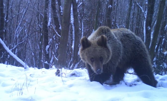 фото: національний парк сколівські бескиди