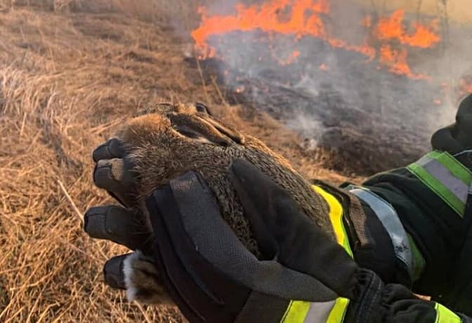 За добу на Львівщині гасили 87 пожеж сухої трави. ДСНС врятувала зайченя