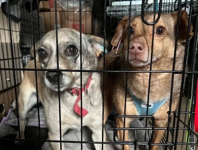 Фото/ Facebook Домівки врятованих тварин