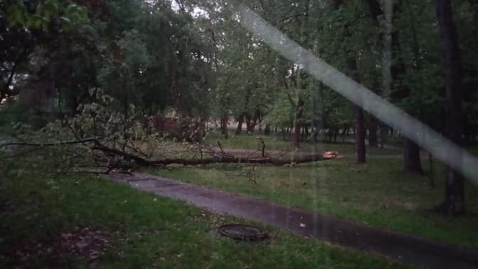 Негода в Києві повалила дерева і знеструмила деякі райони