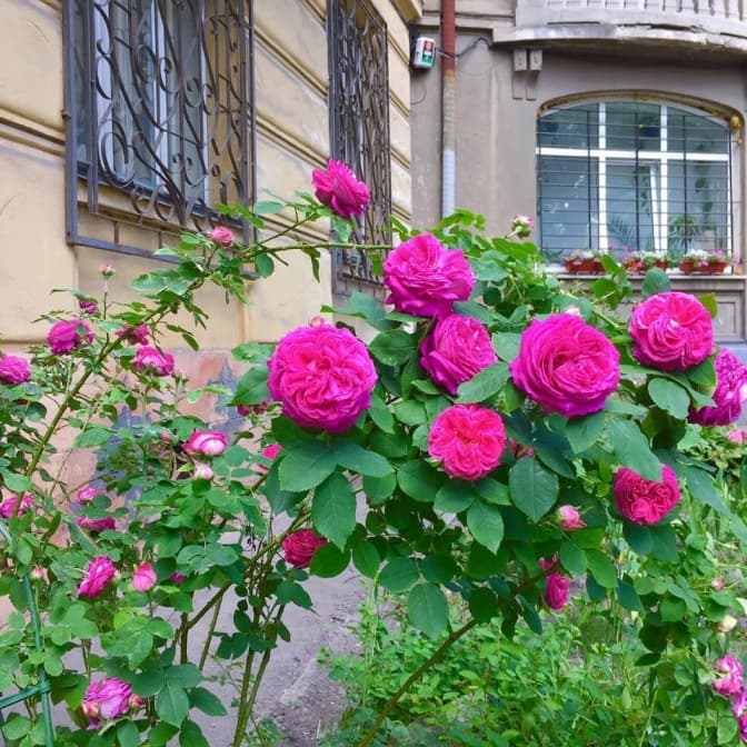 У Львові мешканці власними силами облаштували квітник на своїй вулиці. Фотофакт