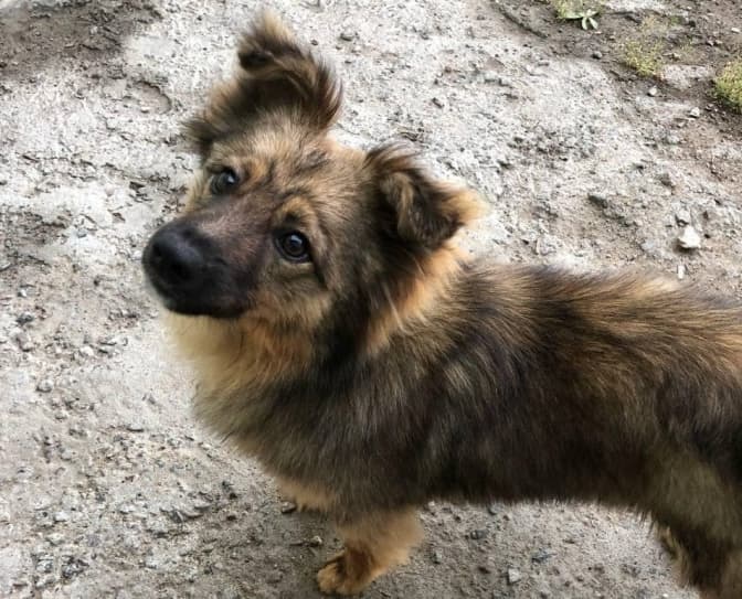 Притулок для тварин у Львові просить про допомогу. Як підтримати