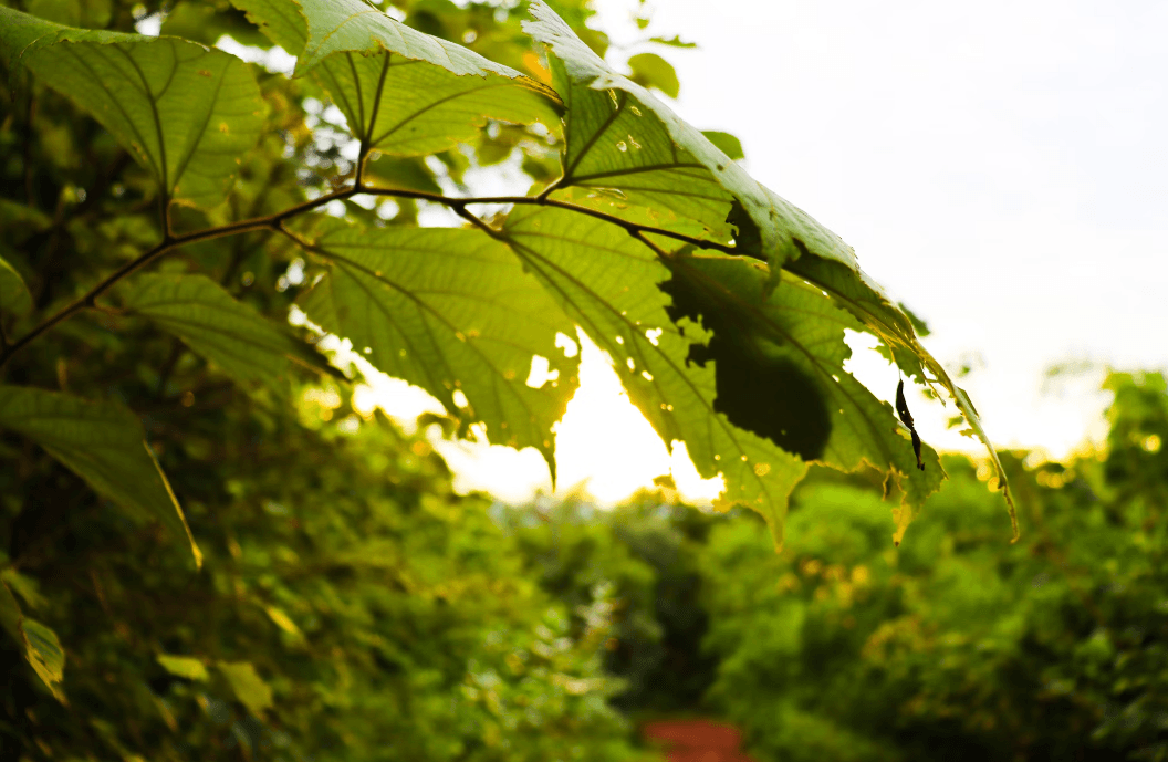 В кількох парках Львова можна висадити дерева. Деталі