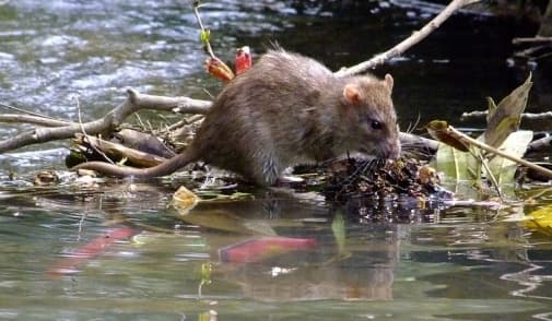 Від початку року шестеро людей захворіли на лептоспіроз на Львівщині. Що це за хвороба і як уберегтися