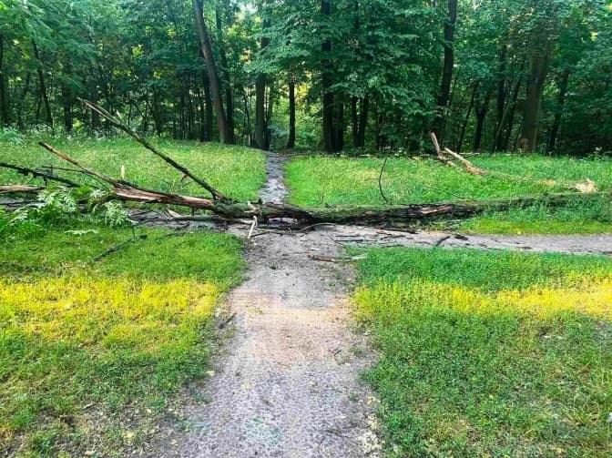 Негода у Києві зламала майже 200 дерев. Фото