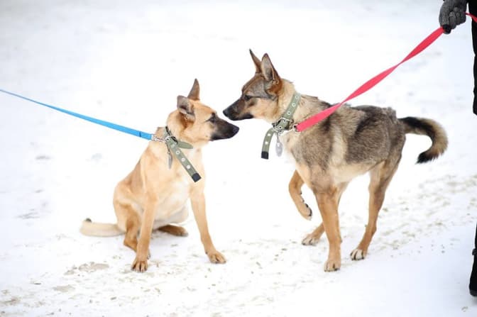 Фото: ЛКП "Лев"