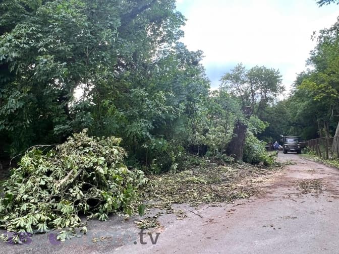 У львівському парку «Цитадель» зріжуть понад 400 дерев. Фото, відео