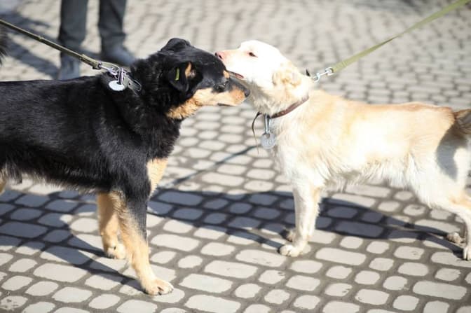 Фото: ЛКП "Лев"