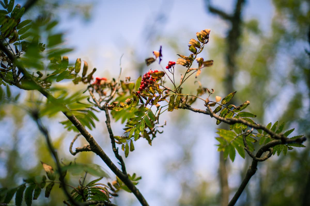 Вільні мандри. А ви вже були у львівській тундрі?