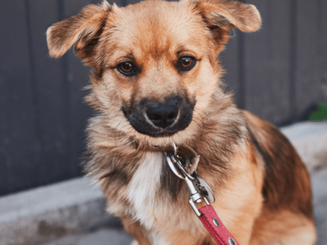 Гудвін, Хенк та інші чотирилапі. 10 песиків ЛКП «Лев» шукають домівку