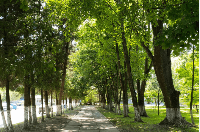 Замість хащів ботанічний сад. Як львів’янин перетворив сквер на квітучий сад