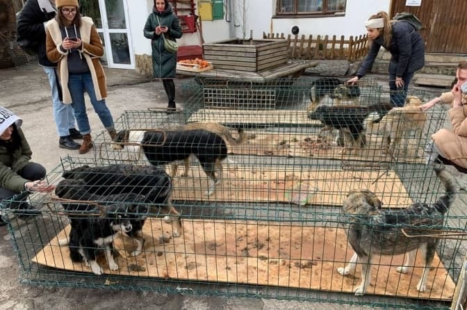 Львів’ян просять допомогти зібрати кошти для порятунку тварин, які стали жертвами війни