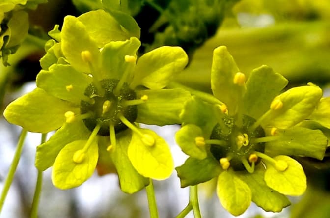 Фото: Ботанічний сад ЛНУ імені Івана Франка