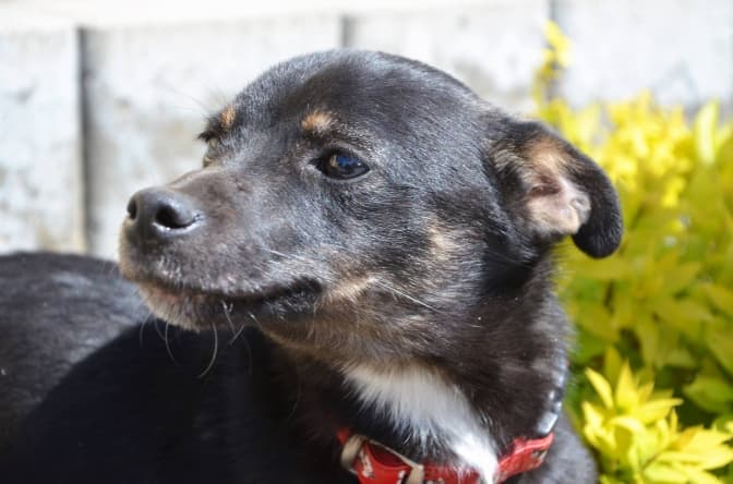 Кекс. фото: ЛКП "Лев"