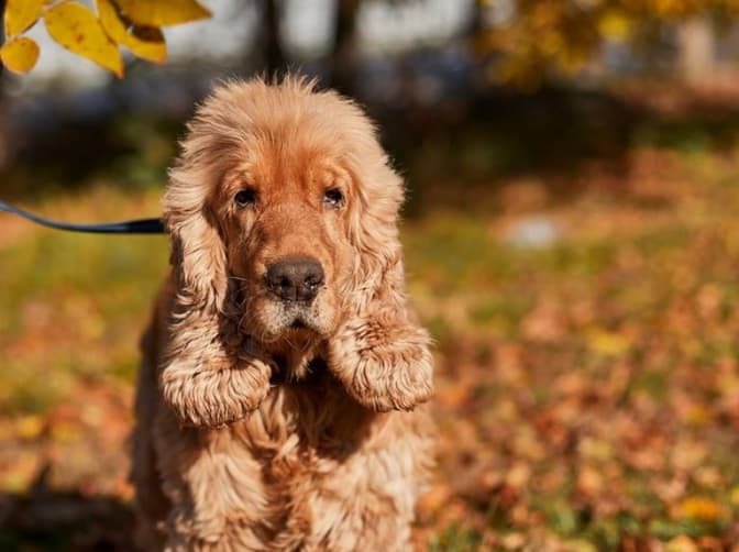 8 вихованців ЛКП «Лев» шукають нові домівки. Фото