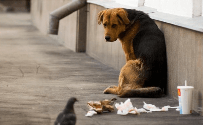 У Львові виловлюватимуть безпритульних собак для стерилізації. Графік виїзду бригад у травні і червні