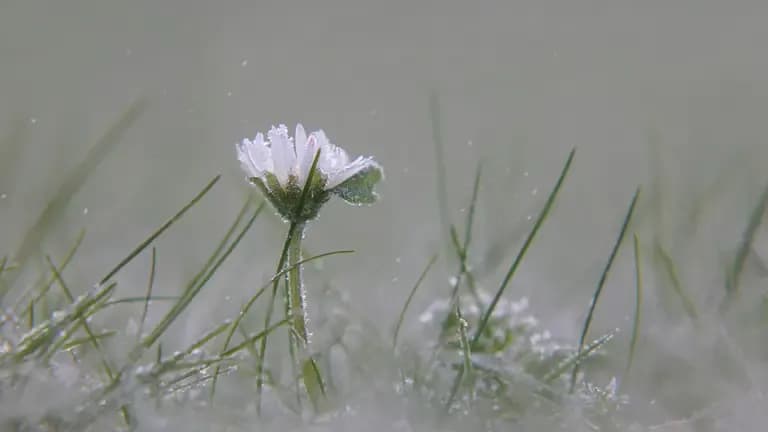 Заморозки до -5° та поривчастий вітер. Прогноз погоди на Львівщині 14 квітня