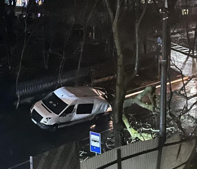 Фото умовне / падіння дерева на вул. Івана Франка