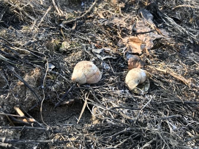 Фото: Тарас Бабенчук