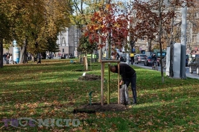 Скільки дерев посадили у Львові в межах осінньої висадки