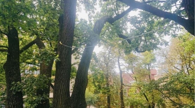 У Львові збережуть майже 300-річний дуб, що росте в центрі міста
