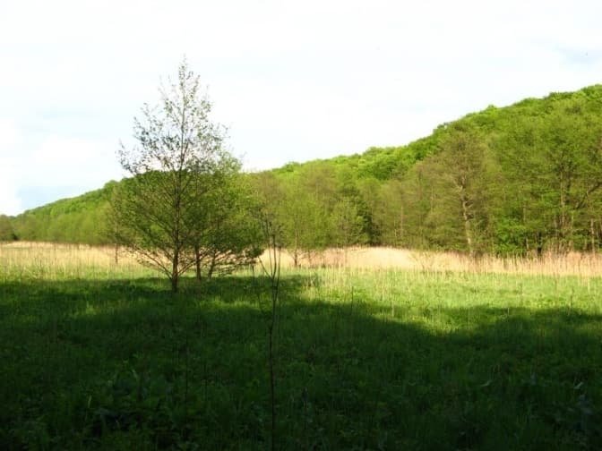 Землю заказника біля Львова залишили приватній компанії. Колись там був дитячий піонертабір