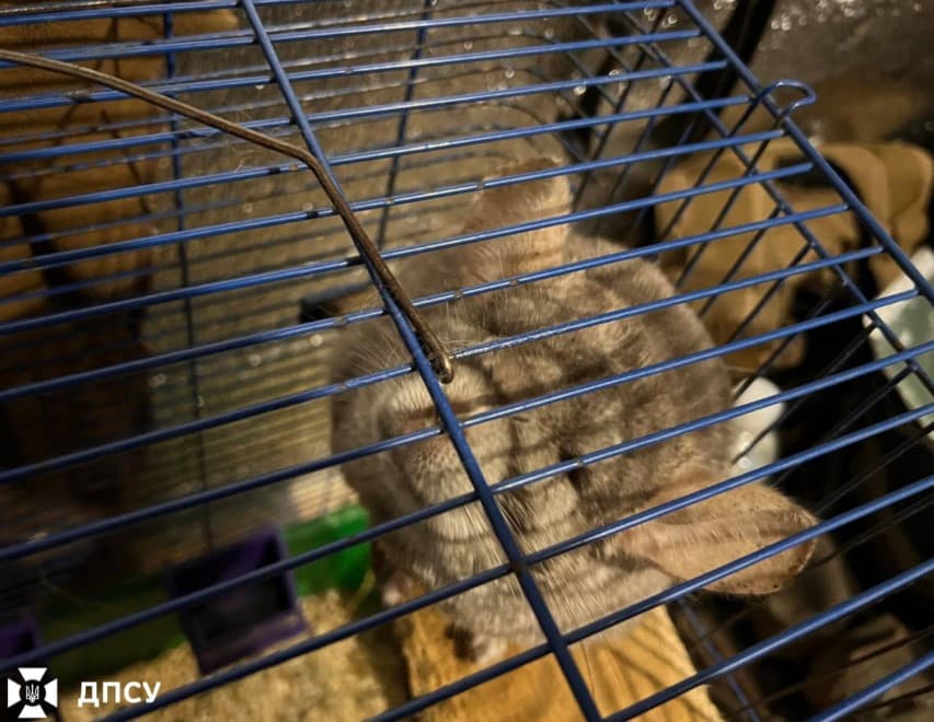 фото: дпсу