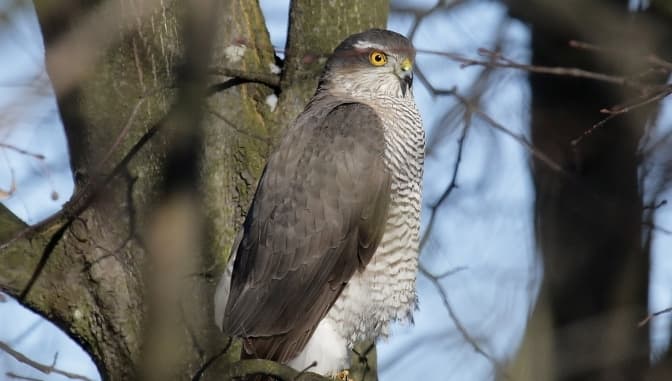У Голосіївському районі Києва хочуть створити пам'ятку «Гай хижих птахів»
