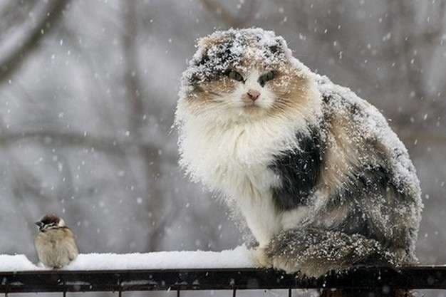 Снігопади та ожеледиця: у Львові оголосили штормове попередження