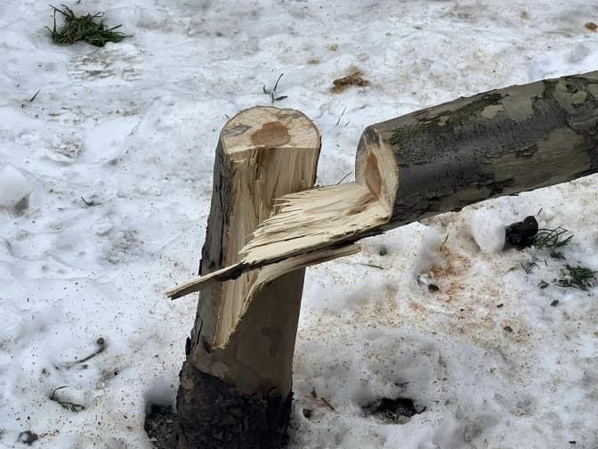 Місто звернулося до поліції через зрізку дерев у центрі Львова