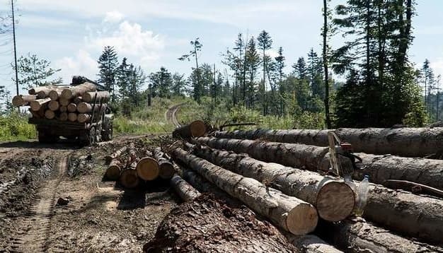 На Львівщині судитимуть чоловіка за незаконну порубку понад 50 дерев