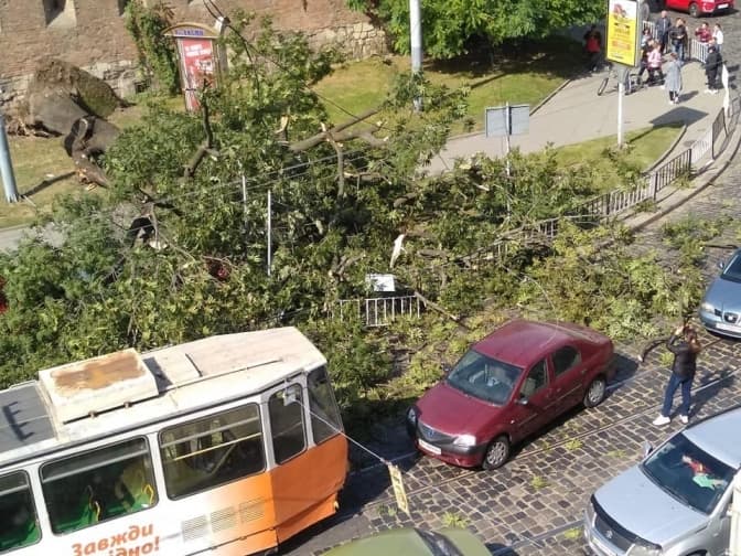 У центрі Львова впало дерево. Рух тимчасово паралізований. Оновлено
