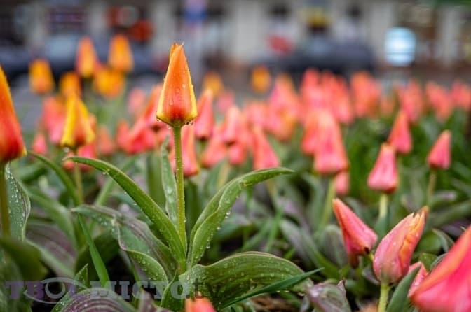 Львову знову подарують 100 тисяч цибулин тюльпанів