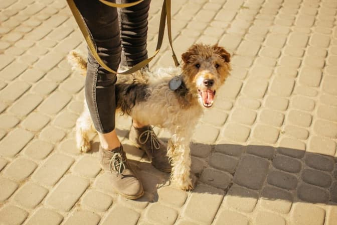 Як у Львові працює центр «всиновлення» тварин