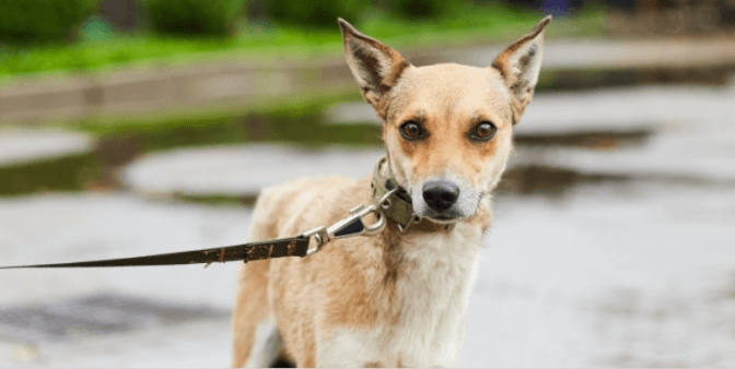 Фото: Ірина Шелест, зі сторінки ЛКП "Лев"