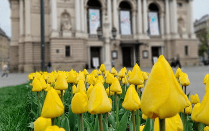 У Львові та області висадять тюльпани з Нідерландів