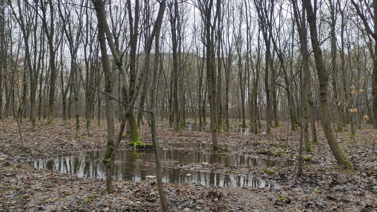 Через забудову один з парків у Львові підтоплює. Як це планують вирішити