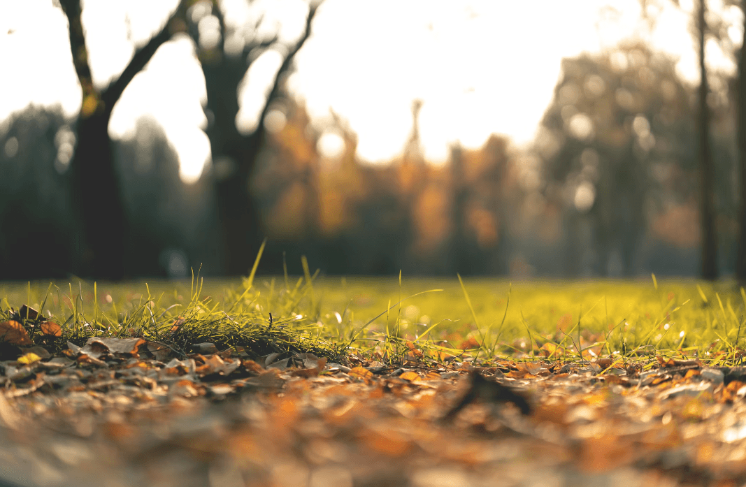 Ще на 2 ділянки на Львівщині планують продати права оренди