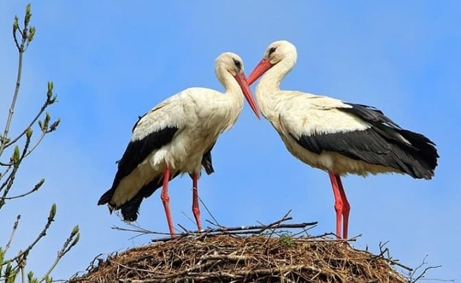 Умовне фото