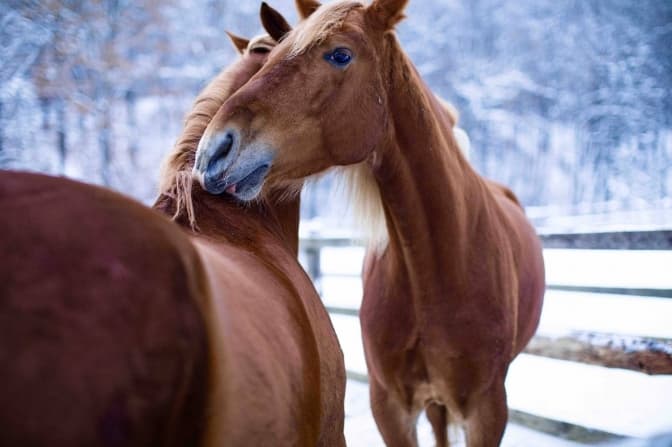 Фото: Каретний двір