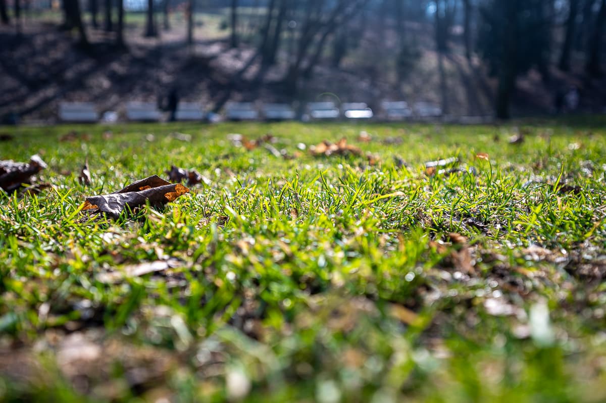 У Києві розпочався весняний місячник із благоустрою, озеленення та поліпшення санітарного стану міста