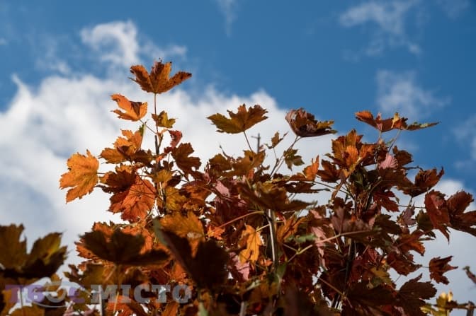 Якою погодою розпочнеться листопад у Львові. Прогноз