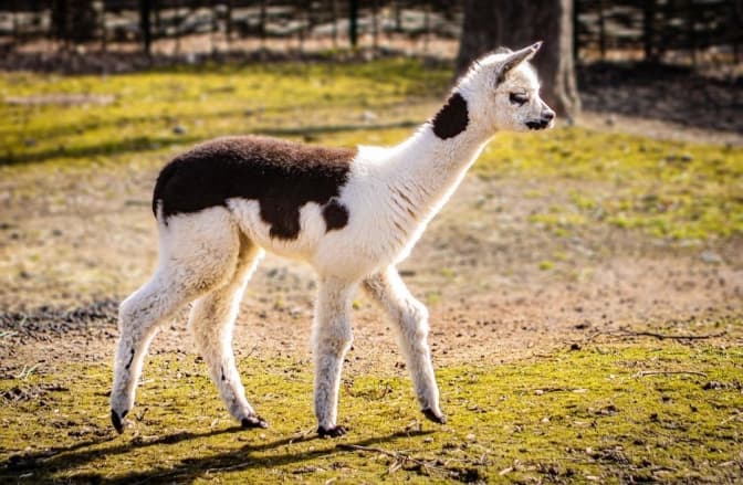 Столичний зоопарк показав новонароджене дитинча альпаки на ім’я Ласунка