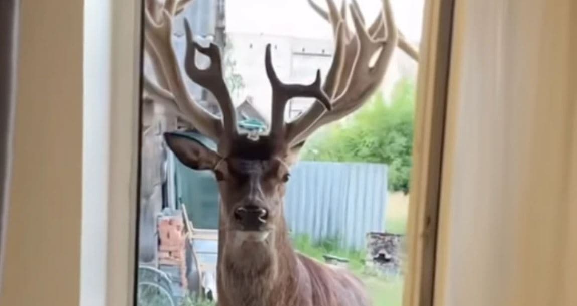 Скриншот відео із тіктоку Ірини Токміної
