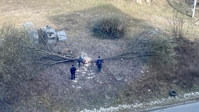 Біля церкви на Пасічній незаконно зрізали дерева. Хто понесе відповідальність