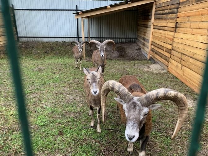 Фото: Орест Залипський