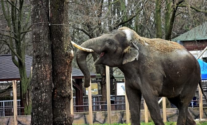 Київський зоопарк запрошує відвідати показове частування слона Хораса