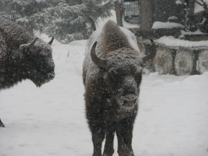 На Львівщині почали закупівлю корму для підгодівлі зубрів