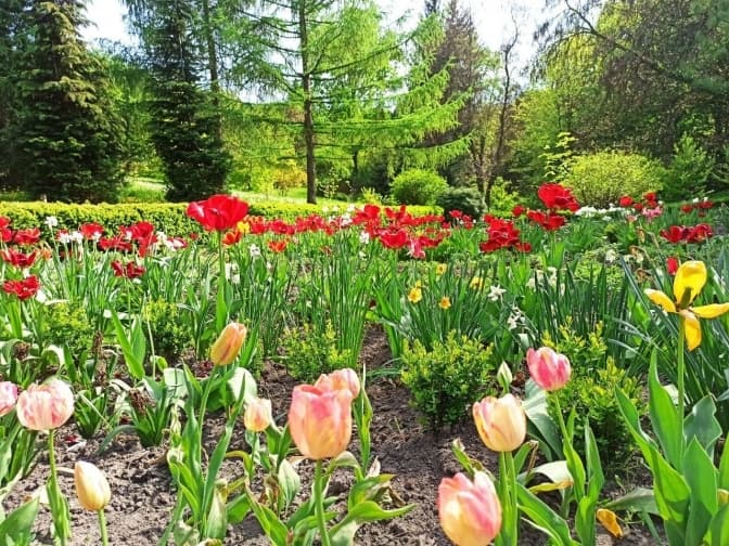 Фото: Ботанічний сад ЛНУ ім.І.Франка